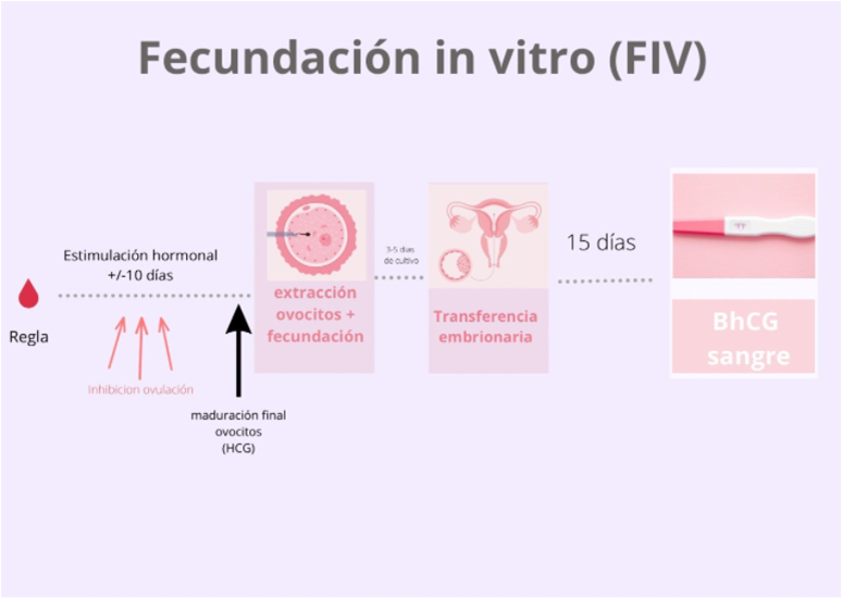 Fecundación in vitro