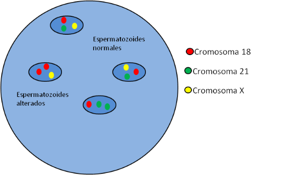 FISH en espermatozoides