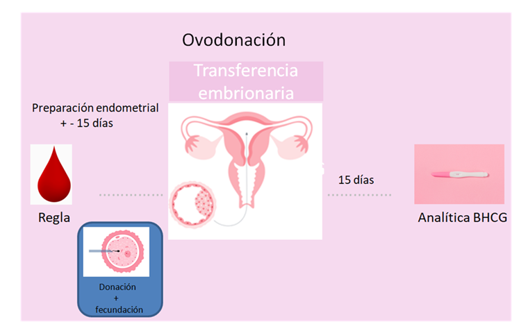 Donación de ovocitos
