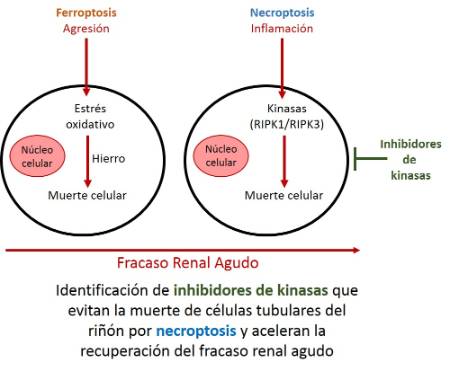 Inhibidores que evitan la muerte de células tubulares